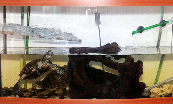 ᐉ фильтр в аквариум с красноухой черепахой: выбор, установка и использование - zoopalitra-spb.ru