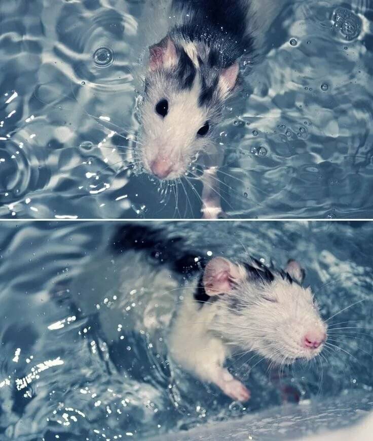 Как мыть крысу в домашних условиях? можно ли купать декоративных крыс и как это правильно делать? как часто нужно проводить купание? как искупать крысу дома в первый раз?