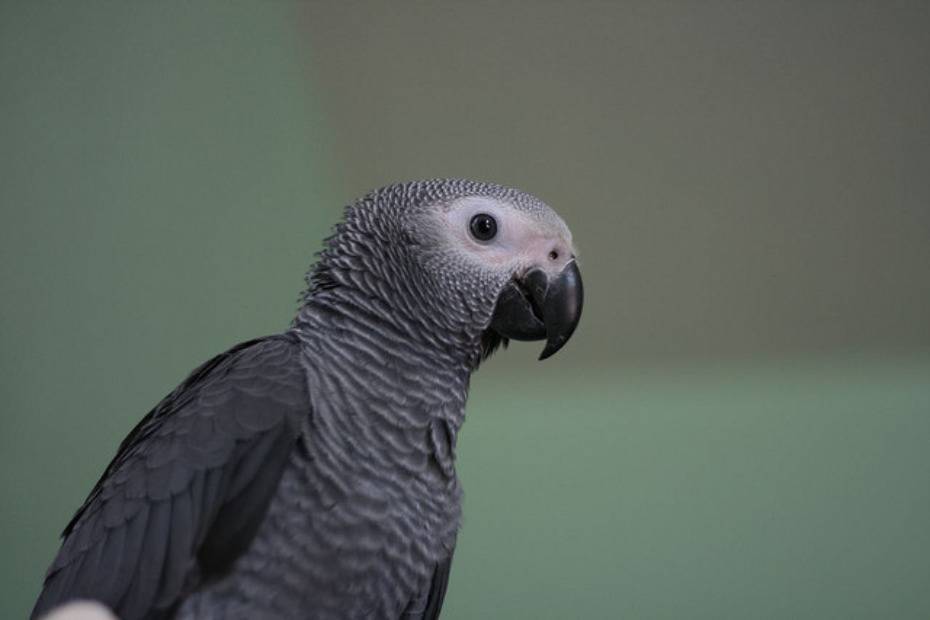 Самый умный попугай в мире: описание, название и особенности
