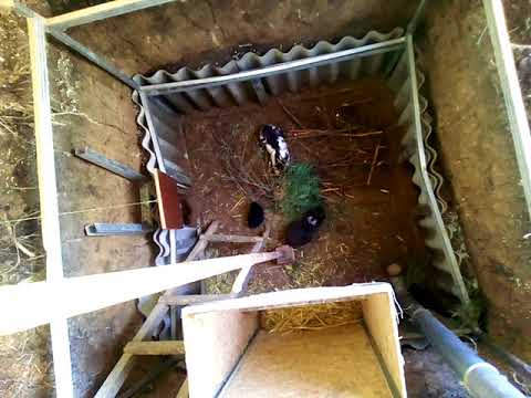 Как разводить кроликов в яме, условия содержания и подробности выращивания