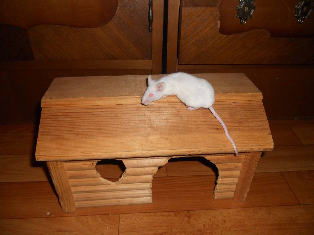 Домик для крыс: как выбрать готовый или сделать своими руками - люблю хомяков