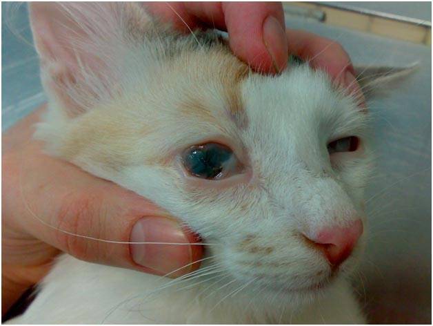 7 причин почему у кота гноятся глаза - что делать и лечение
