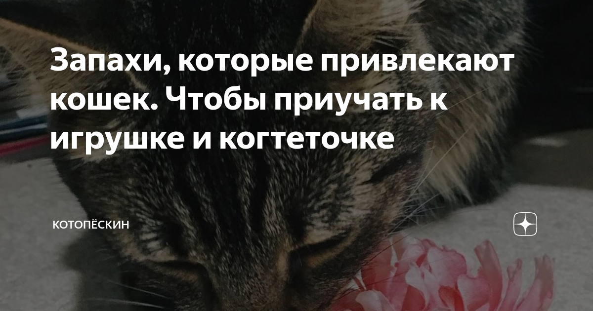 Какие запахи кошки не любят больше всего