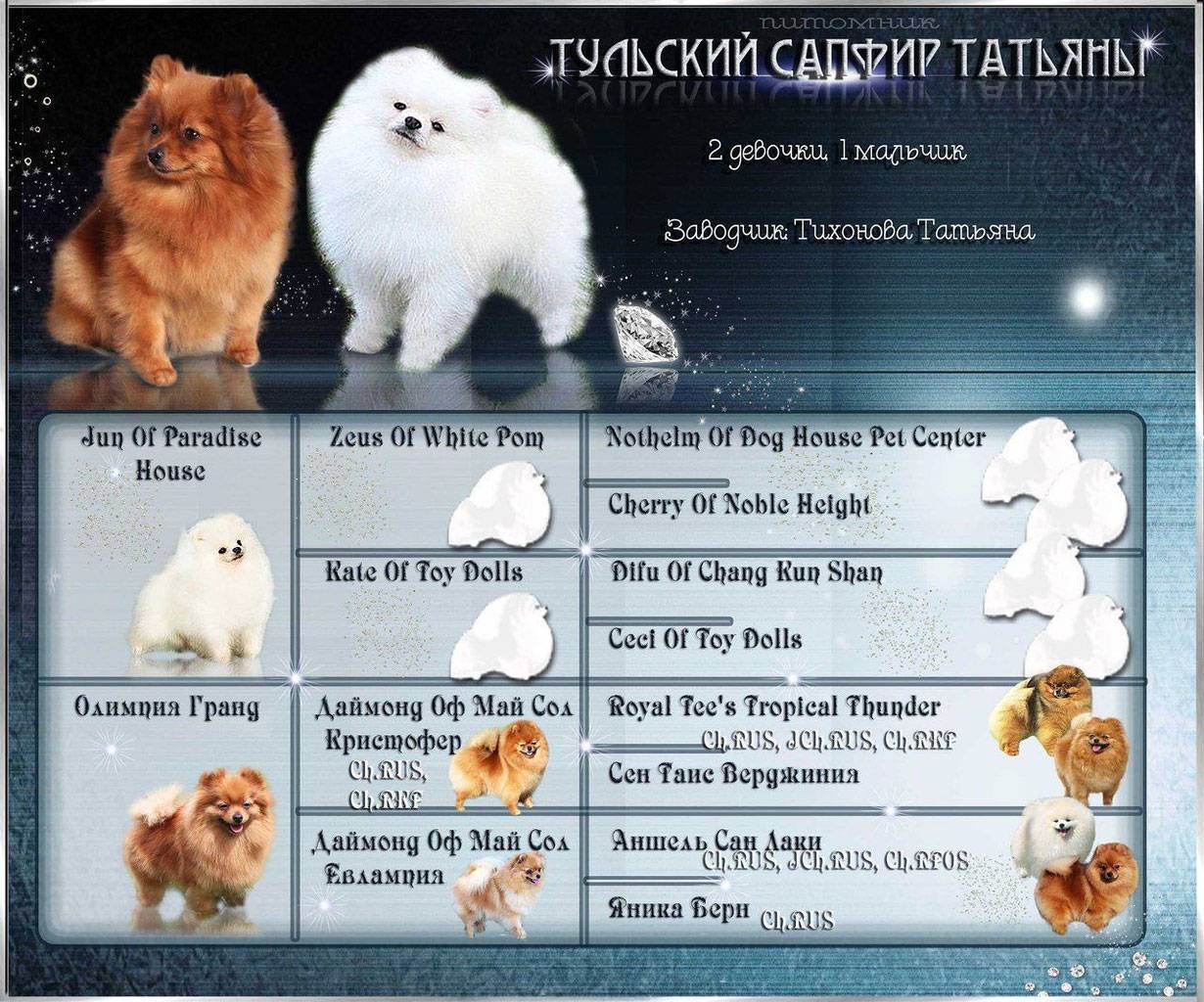 Сколько живут шпицы померанские в домашних условиях