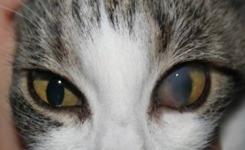 Болезни глаз у кошек: конъюнктивит, катаракта, кератит, глаукома у котов - kotiko.ru