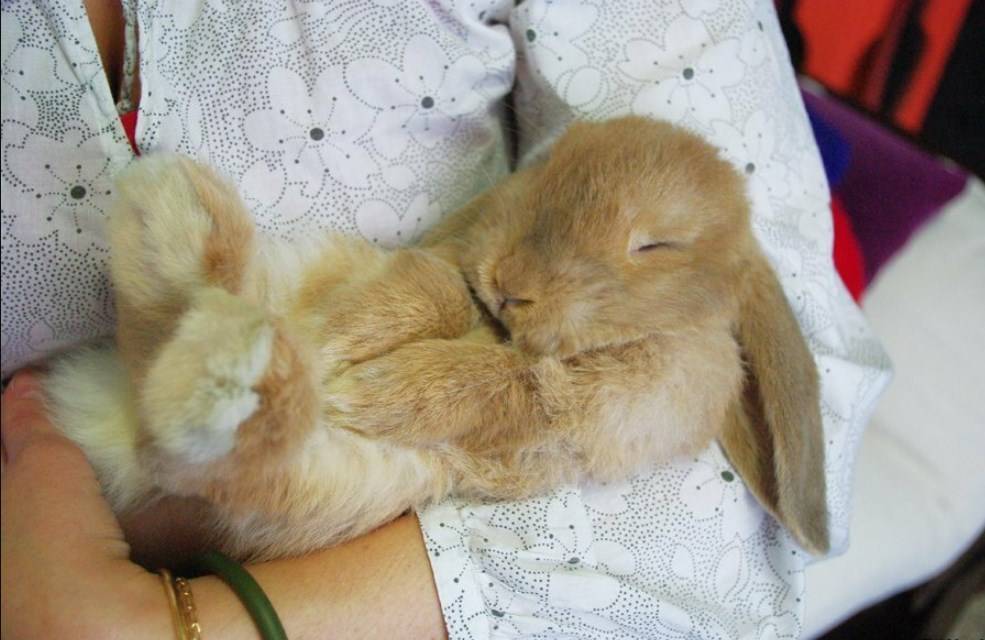 Как кролики спят с открытыми глазами?