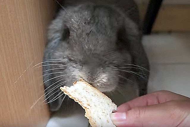 Можно ли кроликам давать хлеб и сухари. допустимо ли кормление кроликов хлебом или сухарями