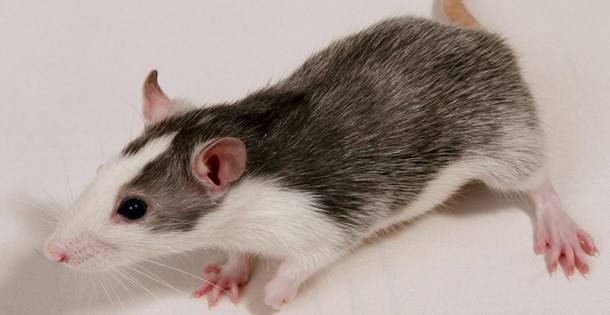 Лысые крысы: характеристика породы и советы по уходу