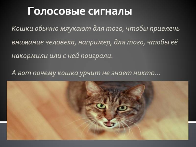 Как отучить кота орать