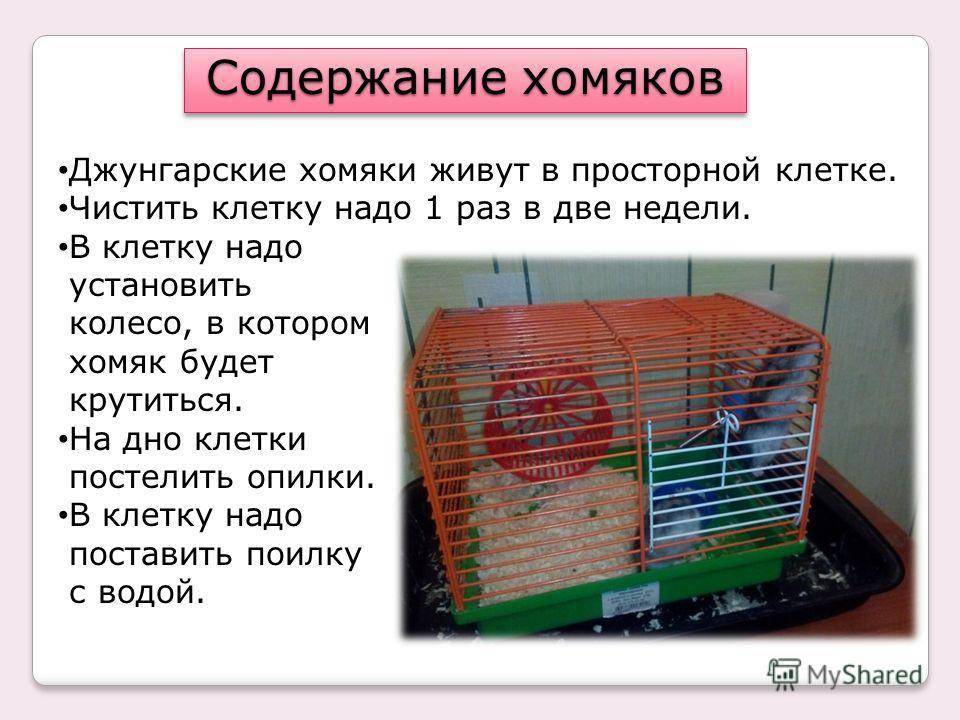 ᐉ сколько хомяк может прожить без еды и воды, можно ли оставлять его одного в домашних условиях - zoopalitra-spb.ru