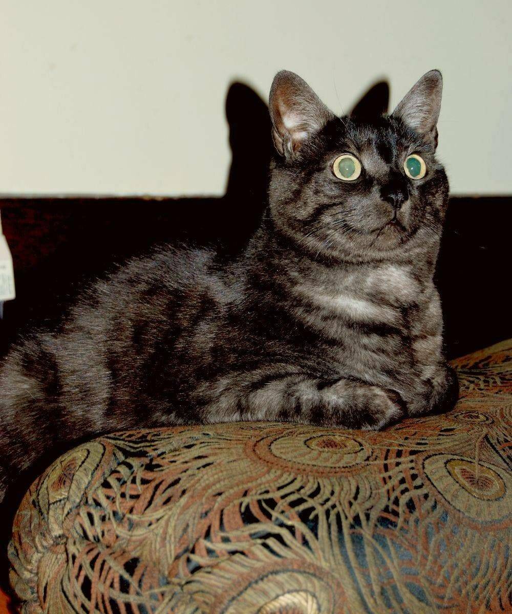 Порода кошек азиатская табби: фото, история, здоровье, уход