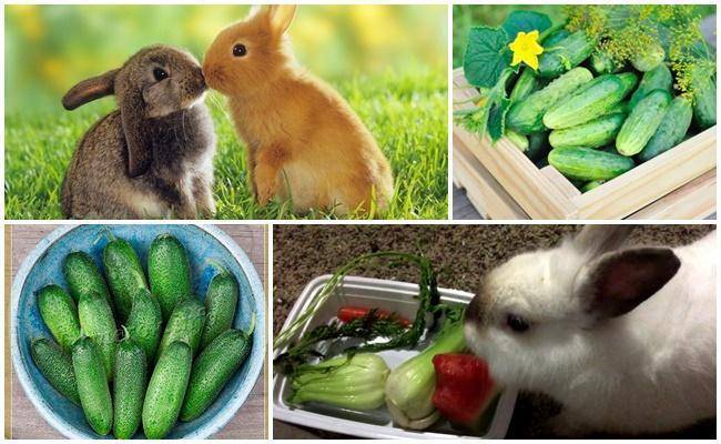 Можно ли декоративным кроликам груши – как правильно давать