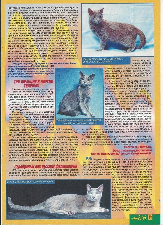 Русская голубая кошка: фото, описание породы, характер, цена