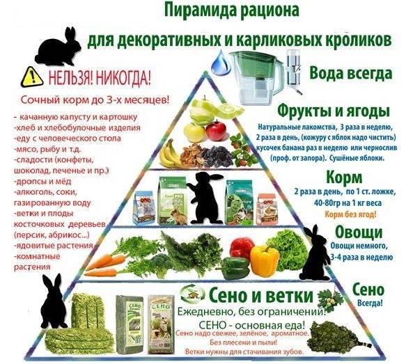 ᐉ чем кормить кроликов, чтобы они набирали вес - zooon.ru
