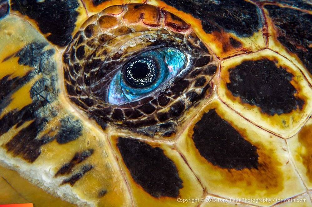 Черепаха не открывает глаза