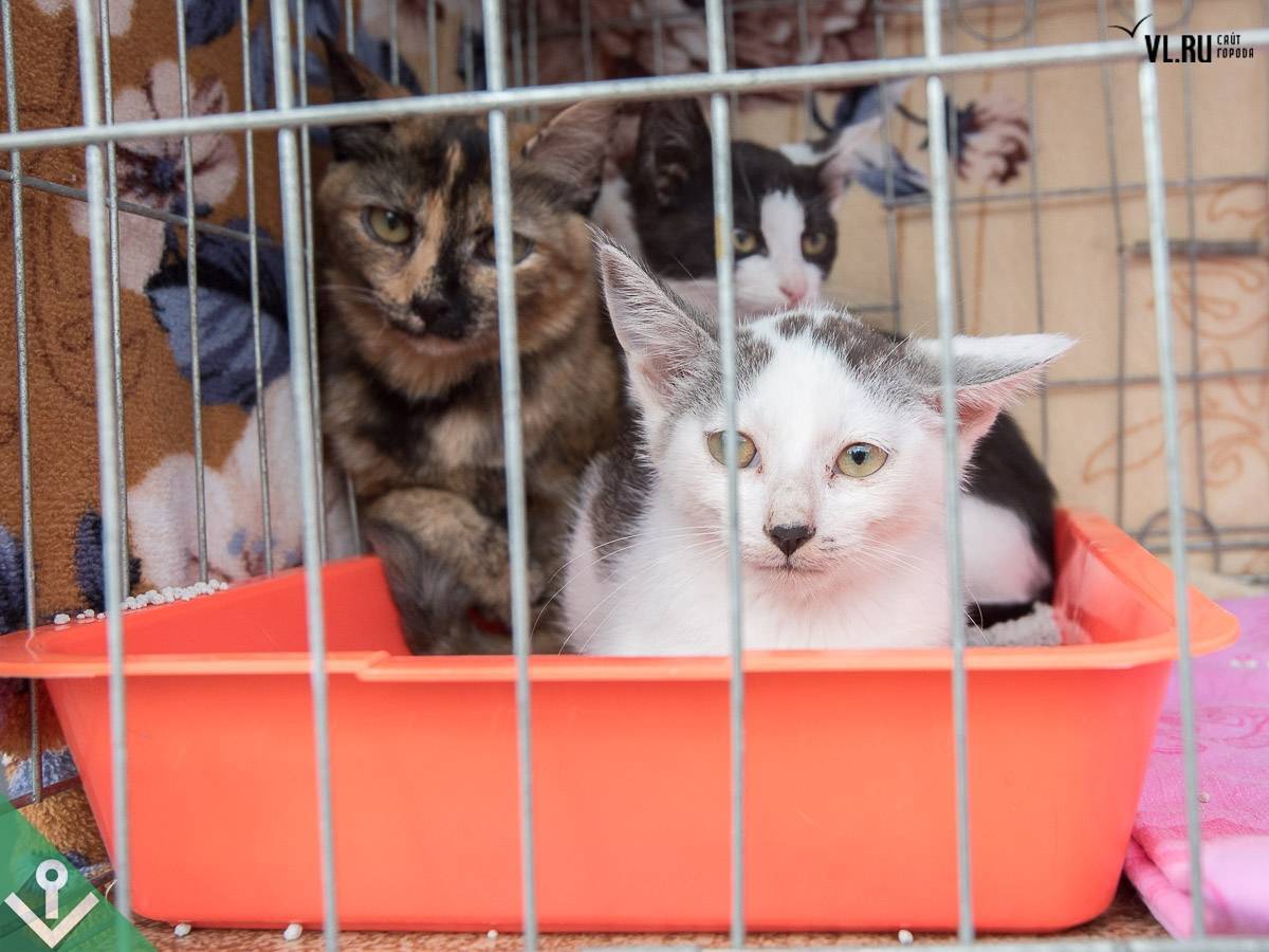 Приют для кошек: что это, куда отдать животное, если оно стало не нужно, как взять домой котенка из передержки, правила и особенности