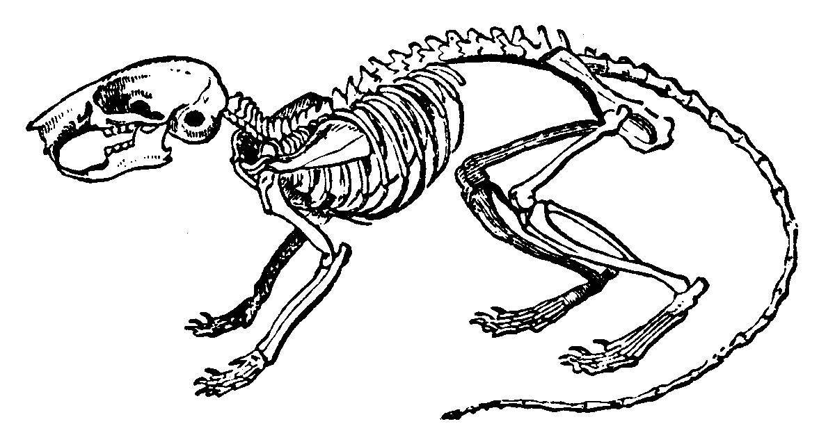 Скелет и общее строение тела джунгарского и сирийского хомяка