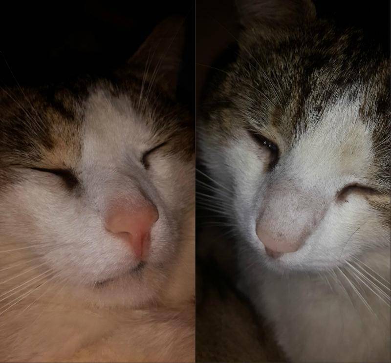 У кошки заложен нос: что делать, чем лечить в домашних условиях