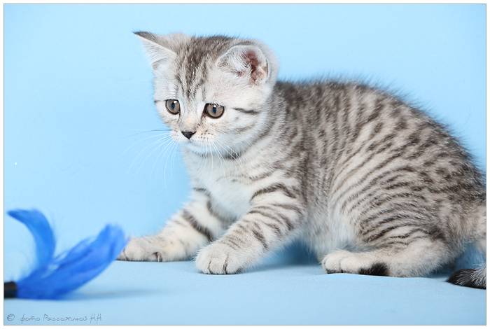 Порода котенка из рекламы вискас — название и краткая характеристика породы