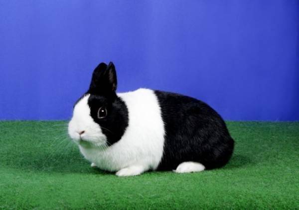 Голландский карликовый кролик: описание, фото, содержание и уход