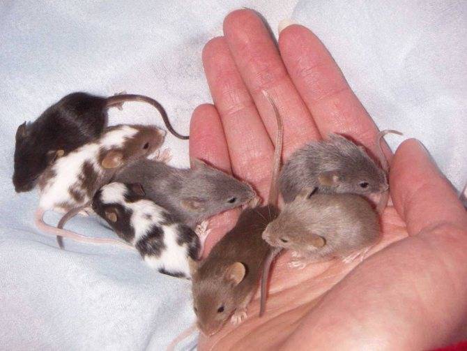 Сколько ходят беременные мыши