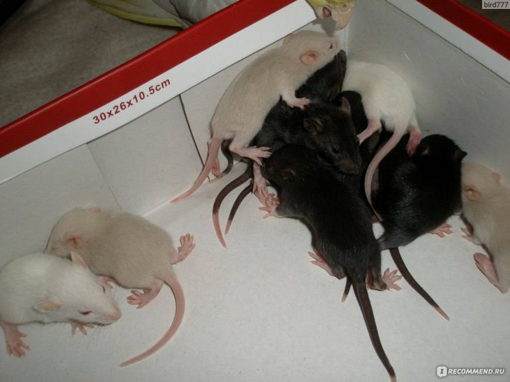 Крыса — внешний вид, обитание, жизненный цикл, опасность и разновидность + 87 фото. как выглядят и в чем нуждаются маленькие крысята