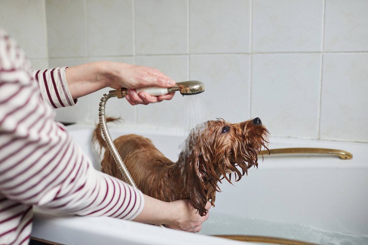 Как часто мыть йоркширского терьера - с какого возраста можно купать щенка в домашних условиях