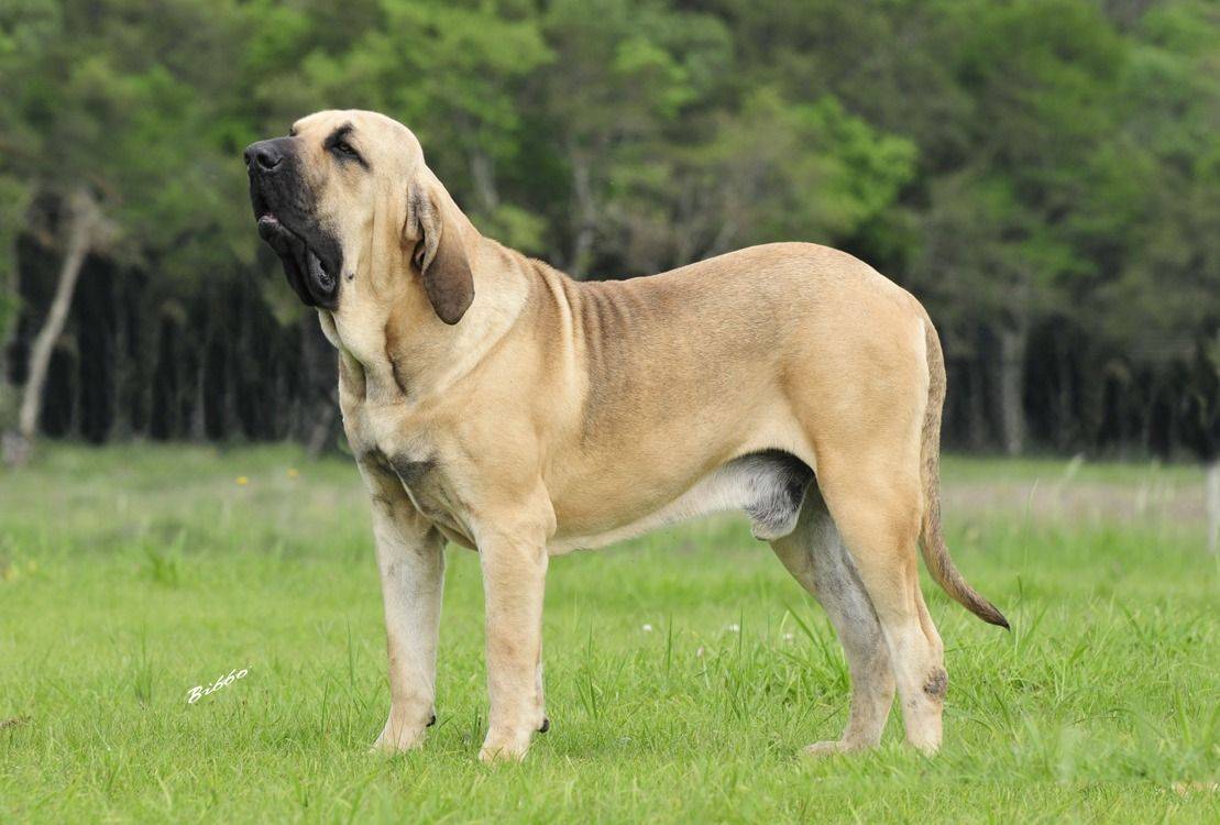 Как выглядят собаки породы фила бразилейро: характеристика бразильских мастифов
