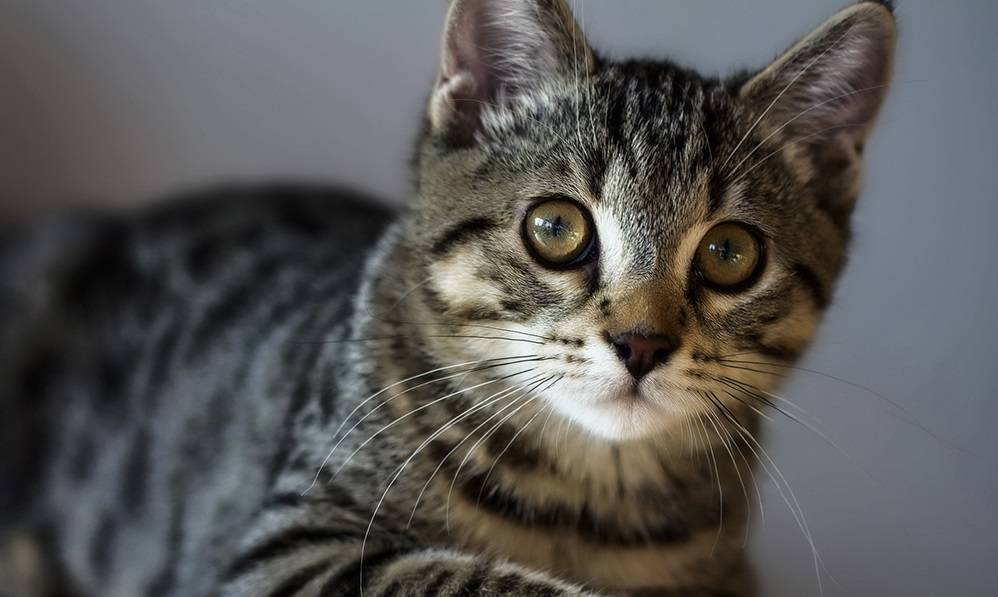 Американская жесткошерстная кошка: описание породы, 14 фото
