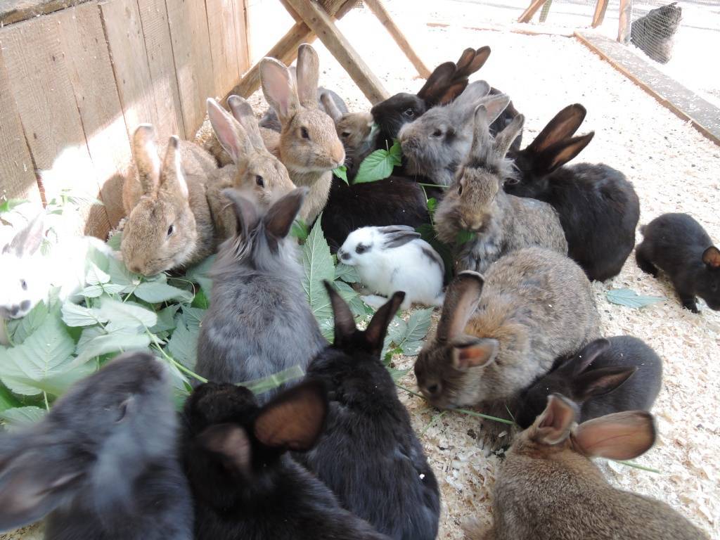 Выращивание кроликов - 105 фото как развести кроликов и заработать на этом