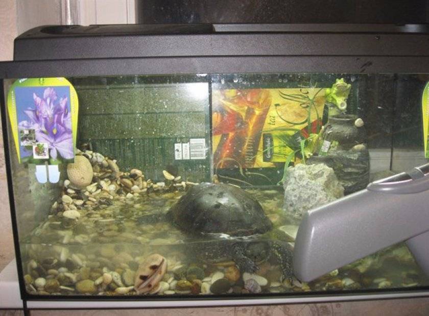 Аквариум для красноухой черепахи: обустройство и оформление акватеррариума, чем украсить резервуар
