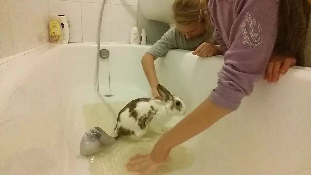 Можно ли купать декоративных кроликов? | krolikidv.ru