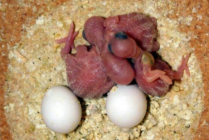 Как помочь попугаю снести яйцо: что делать,если оно застряло и не выходит