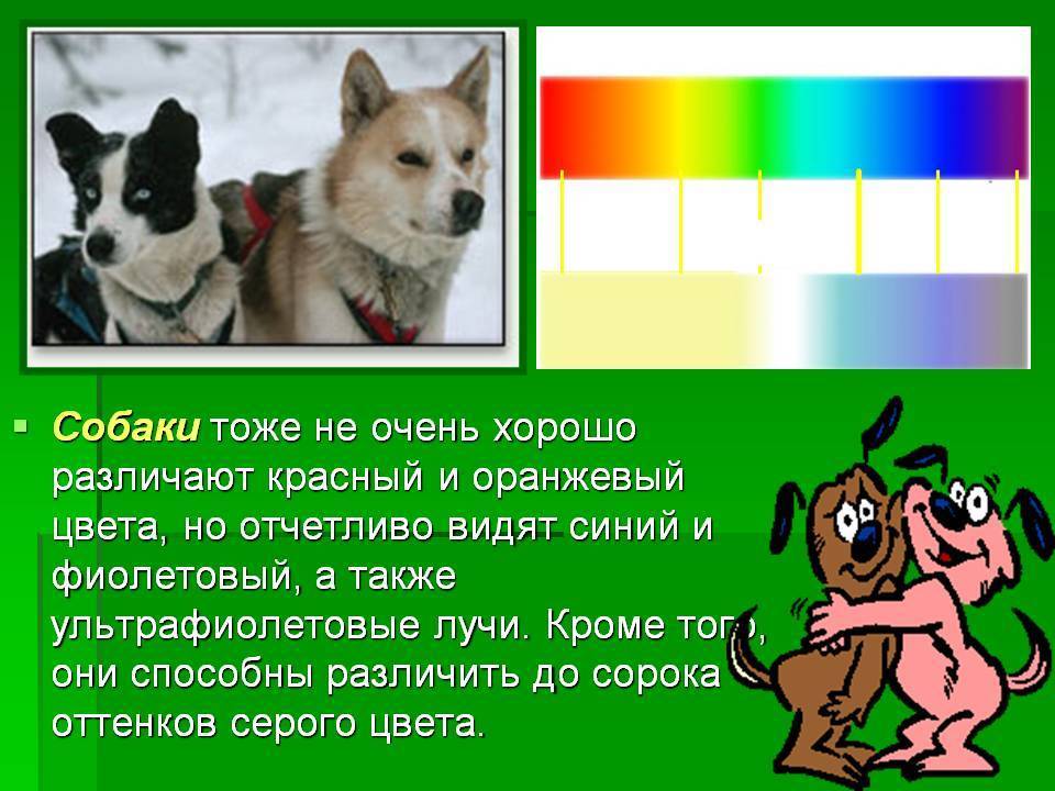 Как видят собаким мир и какие цвета различают