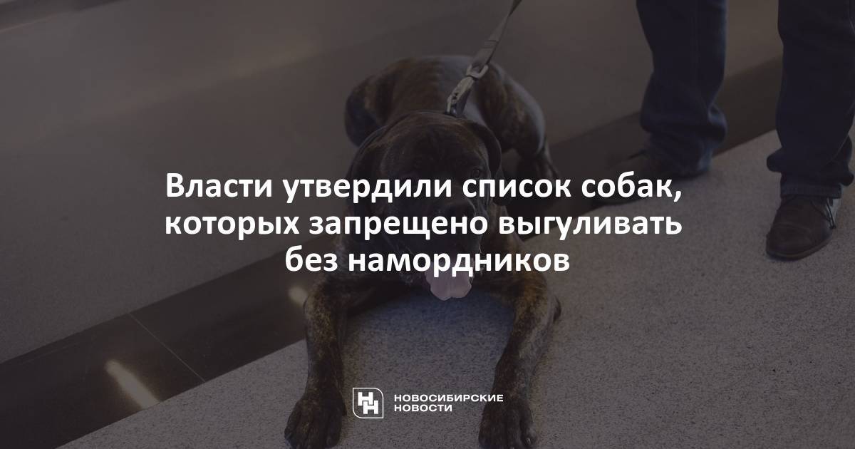 Ответственность за выгул собак в неположенном месте - юридическая консультация от jurist-str.ru