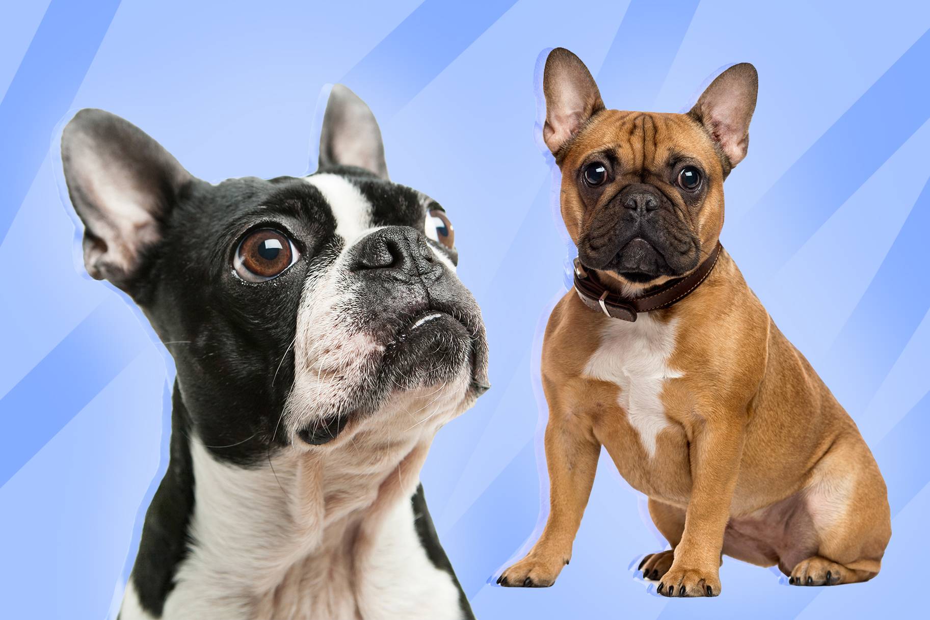 Французский бульдог и похожие на него породы: разновидности собак и описание их особенностей