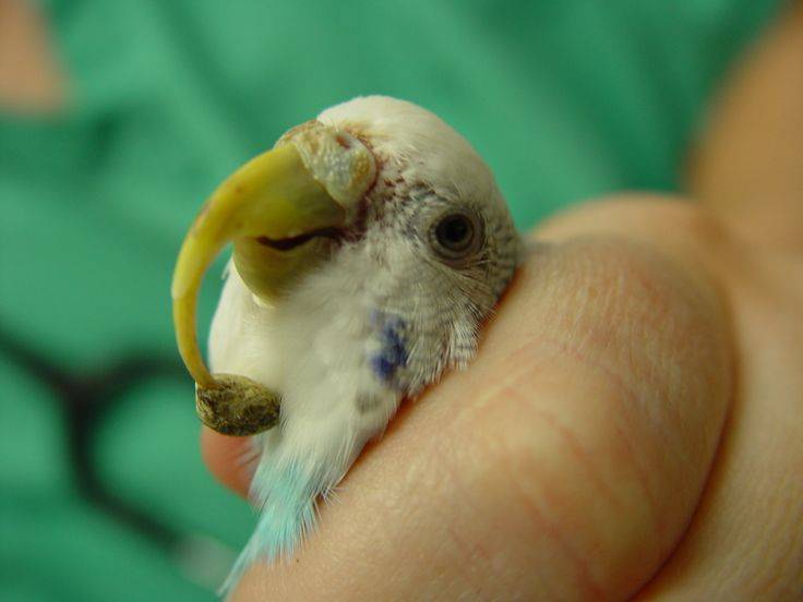 Попугай (волнистый, корелла): тяжело дышит с открытым клювом и дрожит