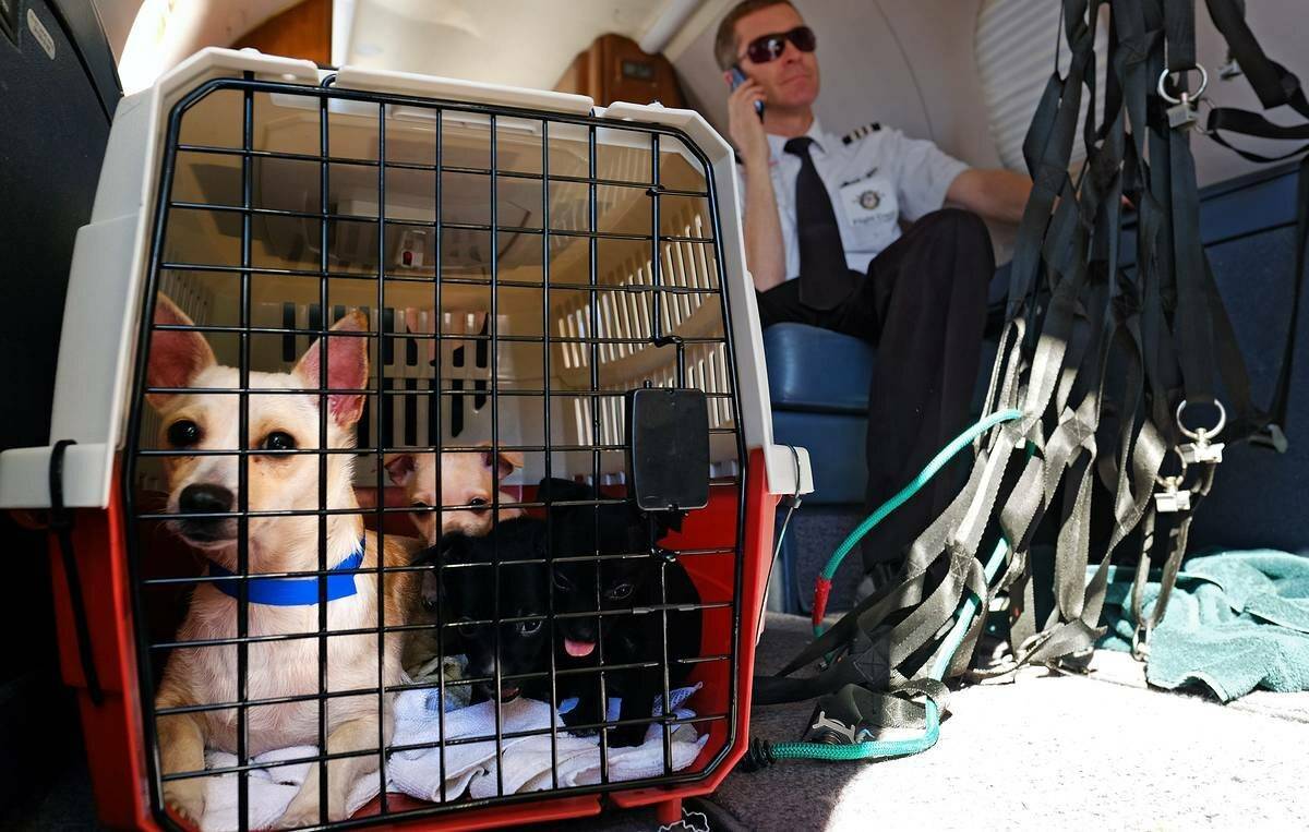 Как перевезти собаку в самолете