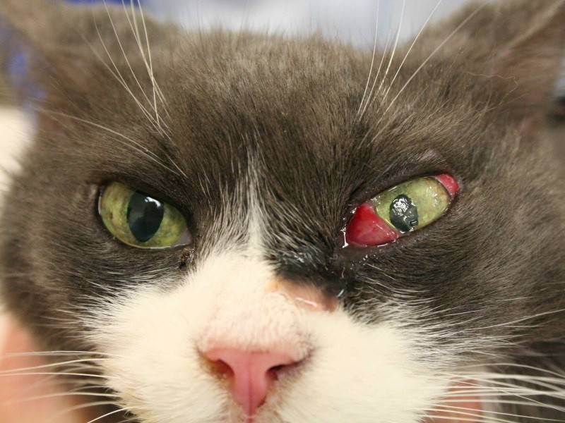 Третье веко у кошек: выпадение и воспаление, патологические и неопасные причины, лечение и профилактика