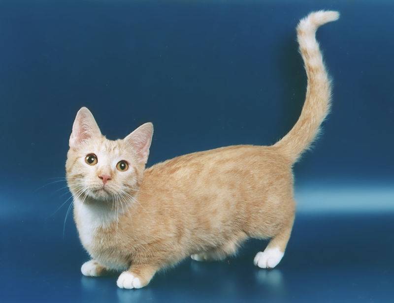 Короткошерстные породы кошек: топ лучших короткошерстных пород