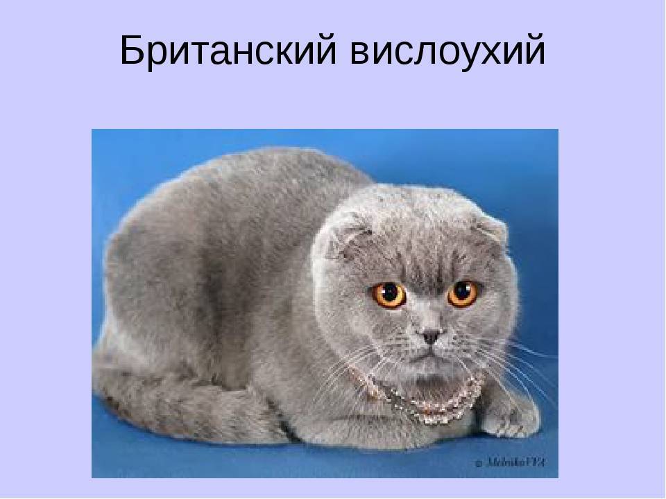 Британская вислоухая кошка - фото, описание породы, характер