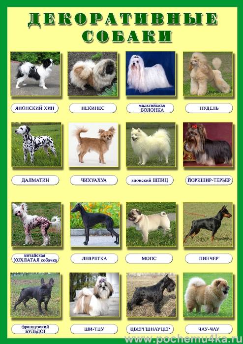 Породы на букву е. Плакат породы собак. Породы собак картинки с названиями. Названия пород собак с фотографиями и названиями. Породы собак в таблице.