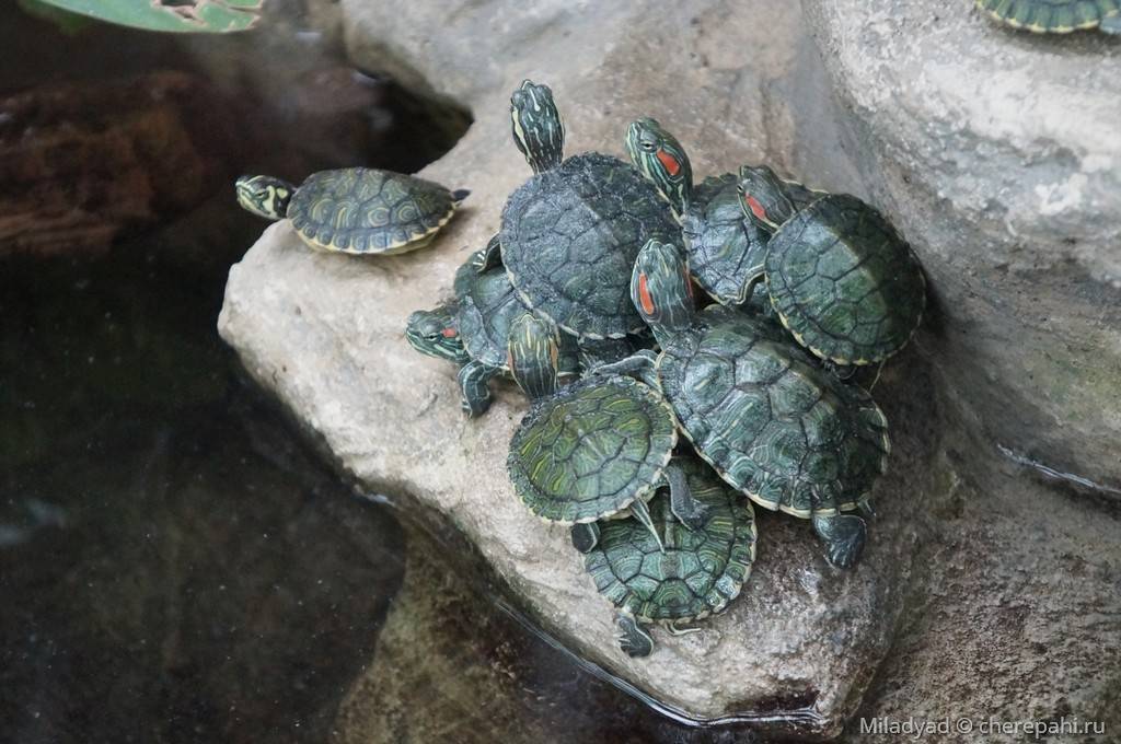 Как определить возраст красноухой черепахи