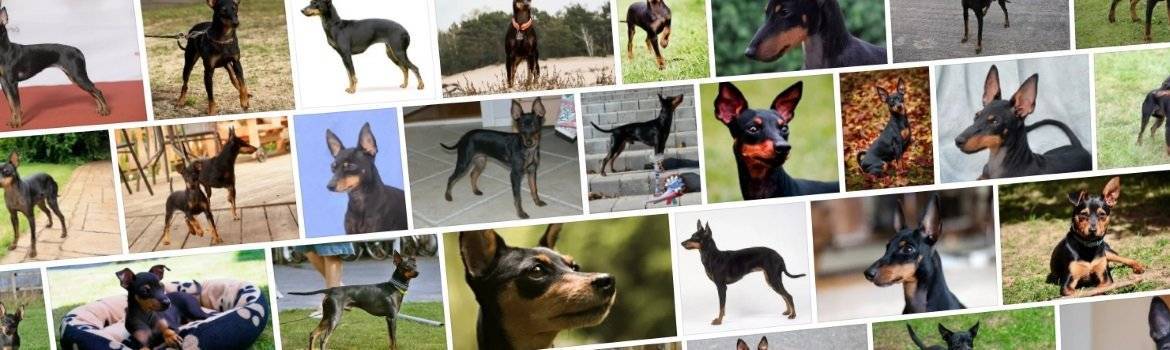 Собаки породы той-терьер: характер, описание, уход и содержание, сколько живут в домашних условиях, отличия русского тоя от английского