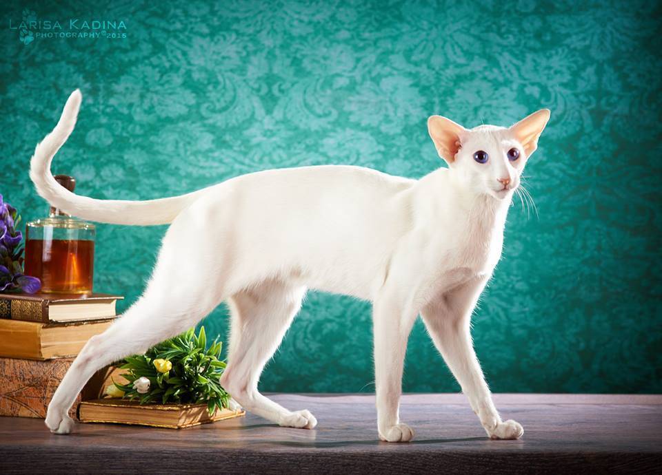 Сейшельская кошка: описание сейшельская кошка, сейшельская кошка фото, сейшельская кошка, стандарт сейшельская кошка