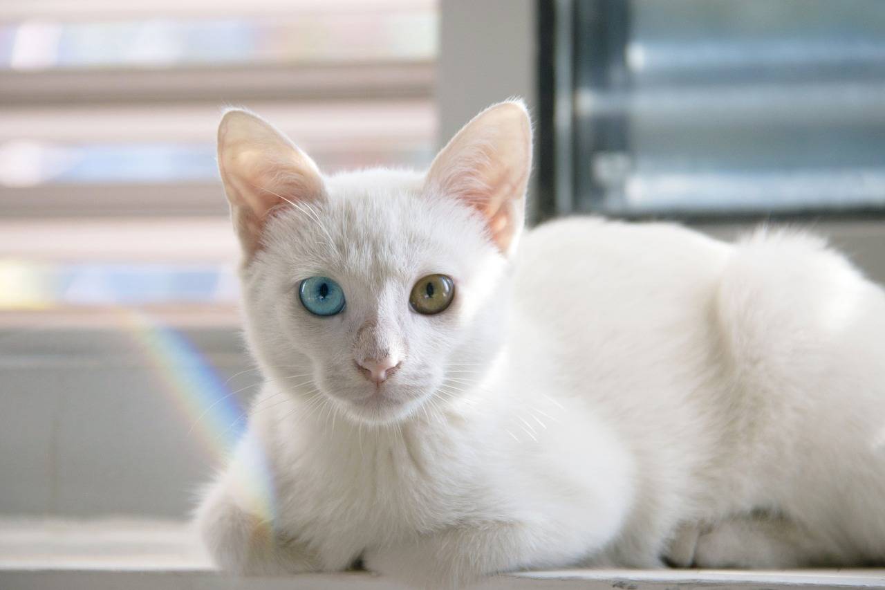 Кошки с разными глазами по цвету: фото и породы