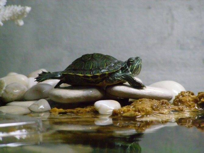 Правильная спячка красноухой черепахи в домашних условиях
