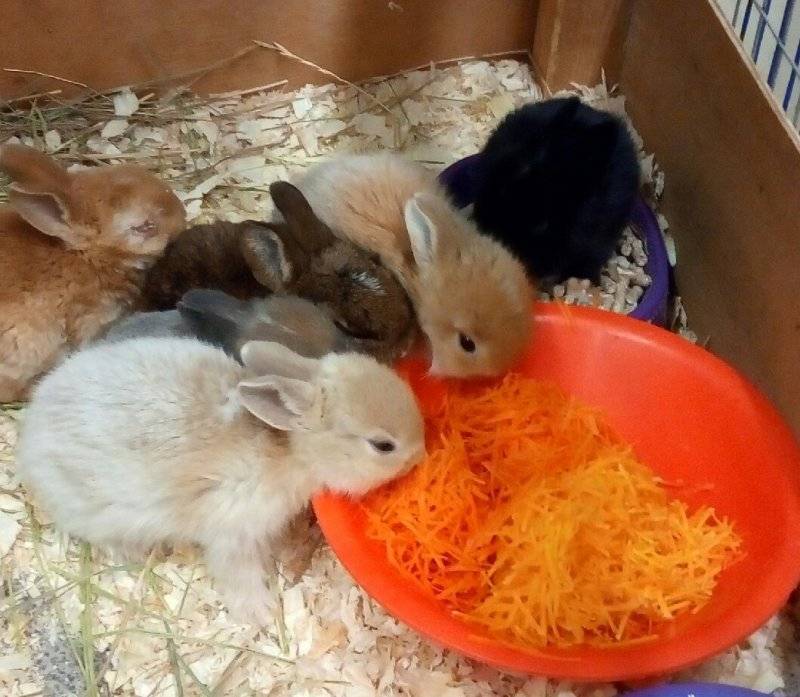 Чем кормить карликового кролика, как правильно составить рацион и режим питания