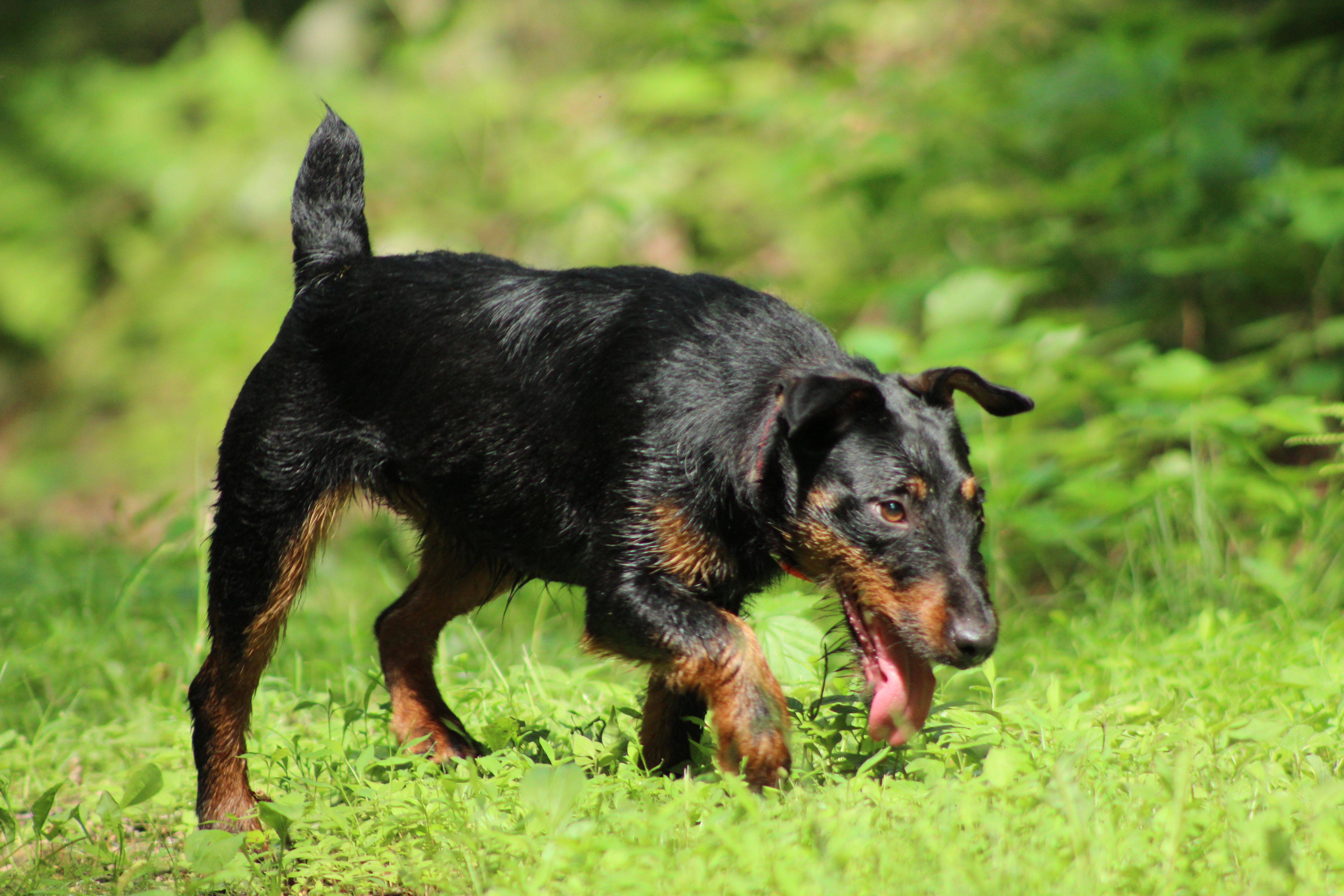 Собака немецкий ягдтерьер: характеристика, особенности породы и фото