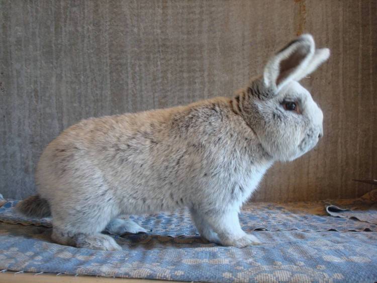 Серебристый кролик: порода, характеристика и описание